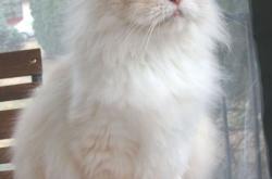 开云体育登录-时空交错的绝杀，当德国战车遇见桃田贤斗