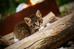 开云体育官网-贯穿赛季的双重转折，从联合杯鏖战的险滩到伦敦之巅的惊艳