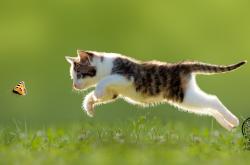 开云体育入口-当北境风暴遇上长白寒流，篮球火种跨越太平洋的碰撞