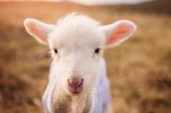 开云sport-棋局上的压制与亮剑，波兰全盘掌控，皮克关键回合定乾坤