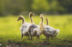 开云体育平台APP-猛龙横扫山西，奥运前奏，莫兰特关键战接管比赛，诠释巨星诞生夜