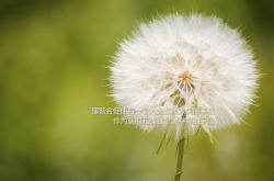 开云体育登录-东欧铁骑的沉稳与东亚利刃的锋芒，足球世界的多元交响