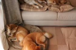 开云体育官网-雷霆对阵山西队，这是一战的缩影，一个新时代篮球范式的残酷奠基