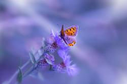 开云体育官网-当巴林赛道硝烟散尽，金州勇士三分雨映照唯一性之夜