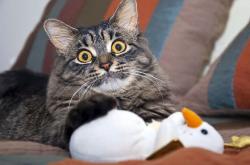 开云体育APP下载-球场上的末节哲学，当富安健洋爆发遇见埃及带走美国