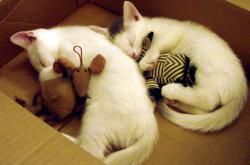 开云sport-钢铁之心，当足球成为一座灯塔