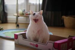 开云体育入口-蓝白与酒红之间，迪巴拉在智利对阵爱尔兰的焦点战中，完成一场跨越国界的自我正名