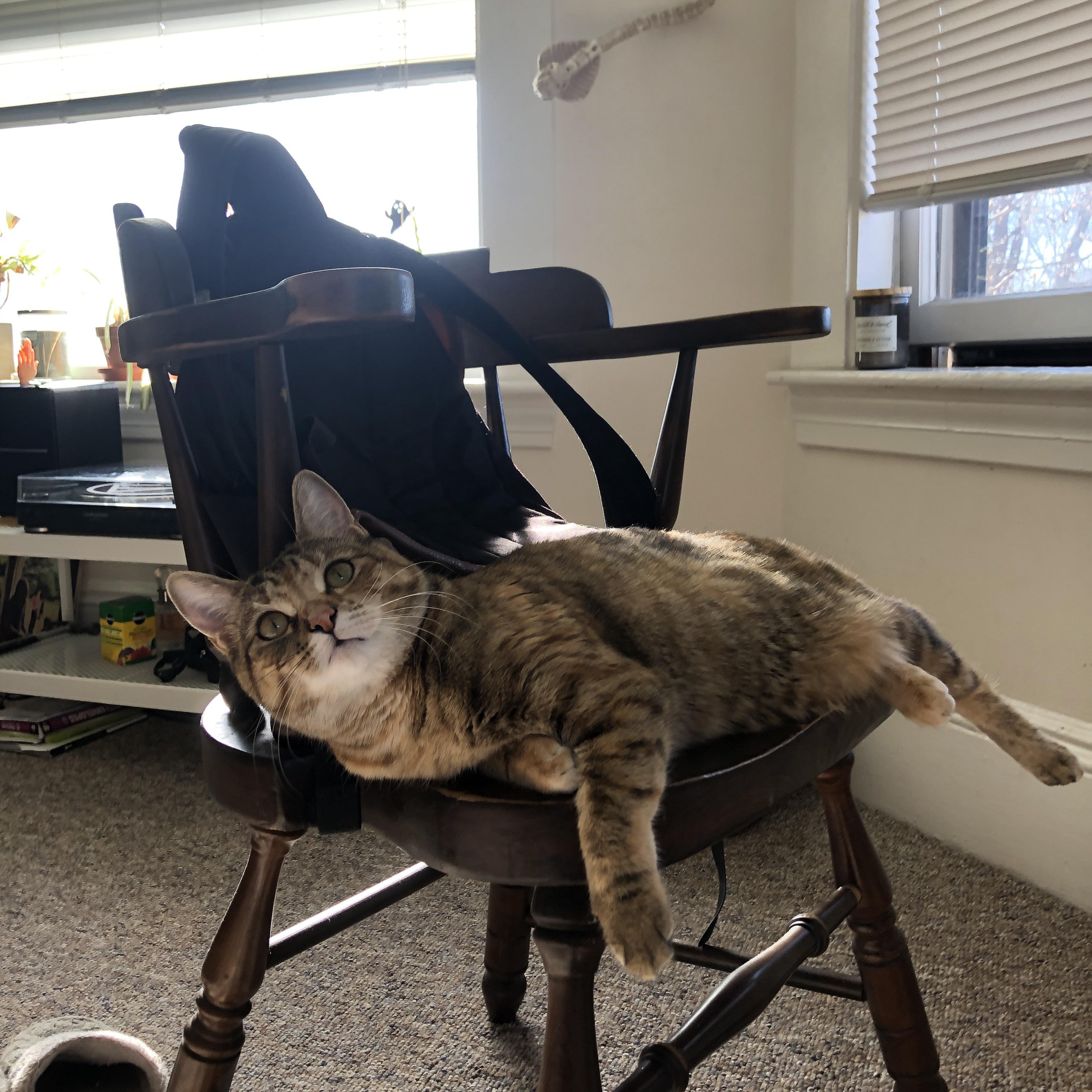 破壁，当三狮狂啸遇见大蟒苏醒