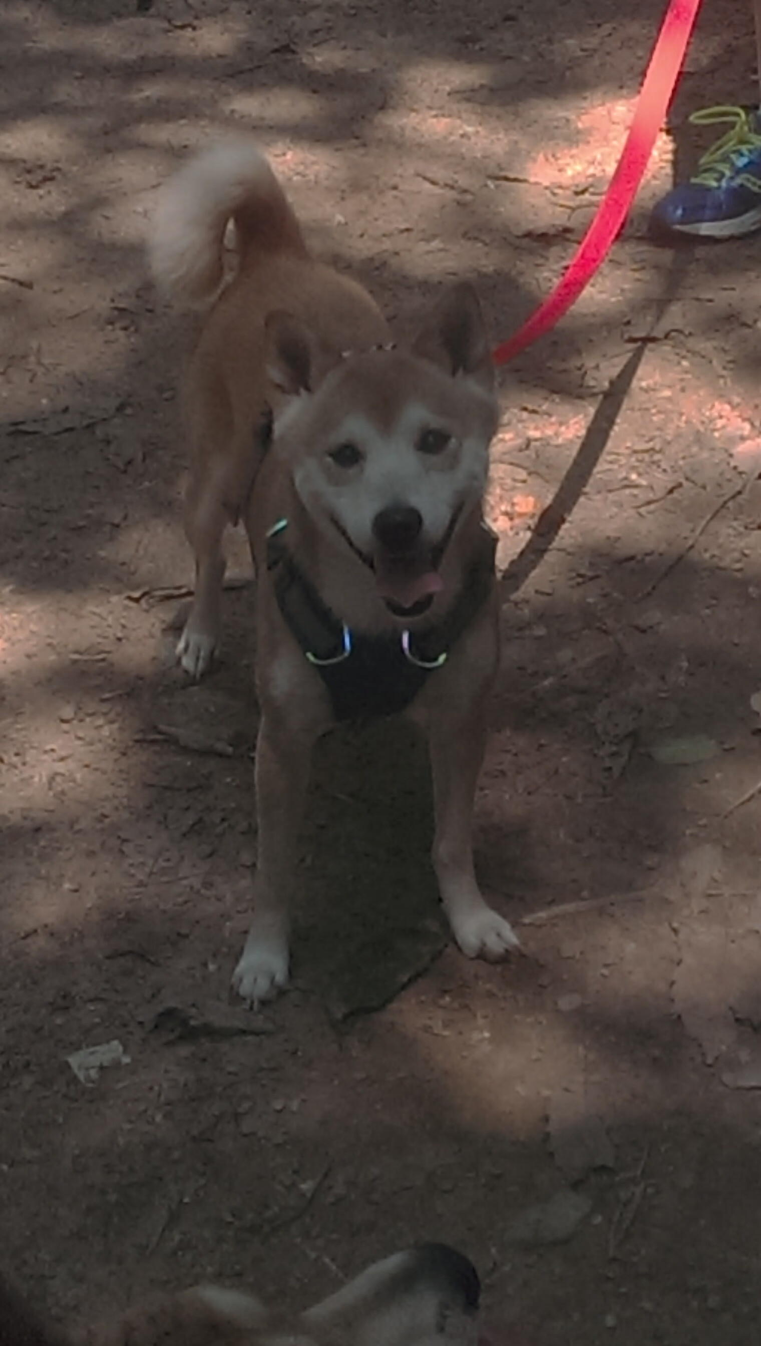跨界风暴，灰熊NBA横扫凯尔特人，拉梅洛欧冠半决赛足球场逆天接管