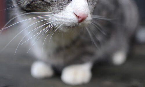 一己之力改变横扫定义，莫兰特如何从聚光灯外走到风暴中心