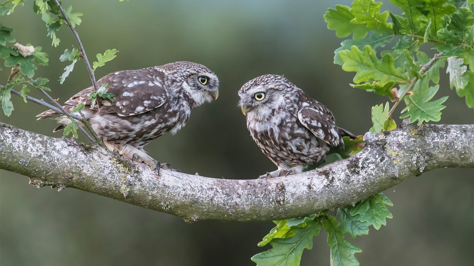 王冠之争，伯纳乌的压制与球场的接管