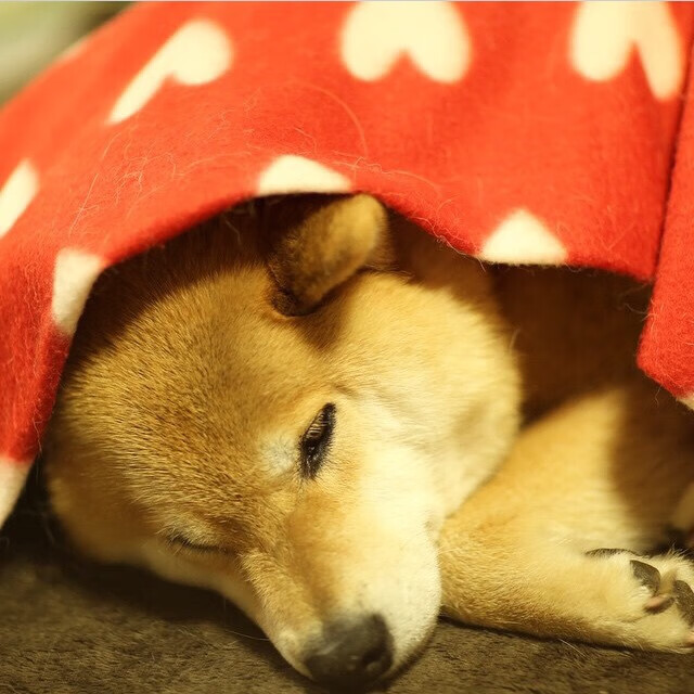 东部决赛第四节，乌克兰如何完成一场地缘政治的绝地翻盘