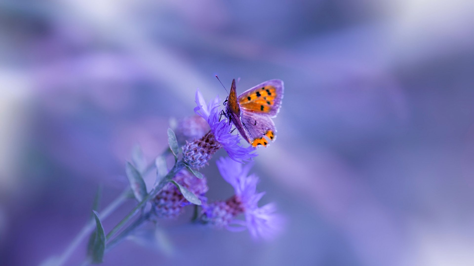 当巴林赛道硝烟散尽，金州勇士三分雨映照唯一性之夜