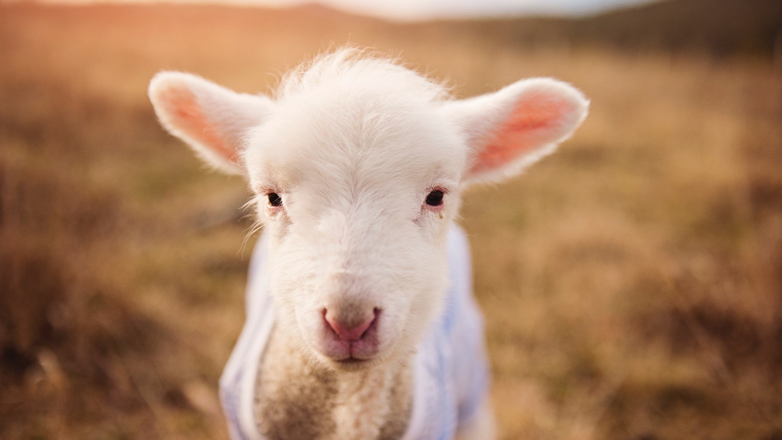 在雷恩的地图上，奥亚尔萨瓦尔栽下了一棵埃及的树