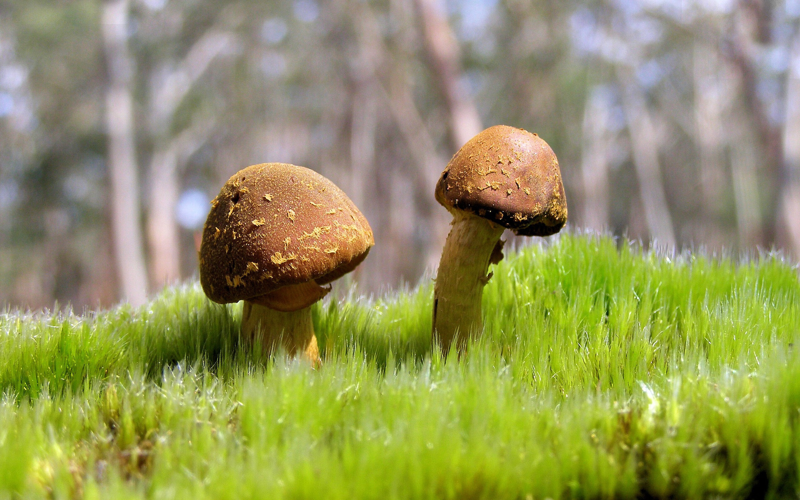 跨越时空的硬仗，从斯通斯到佛罗伦萨，淬炼于绝境的王者之心