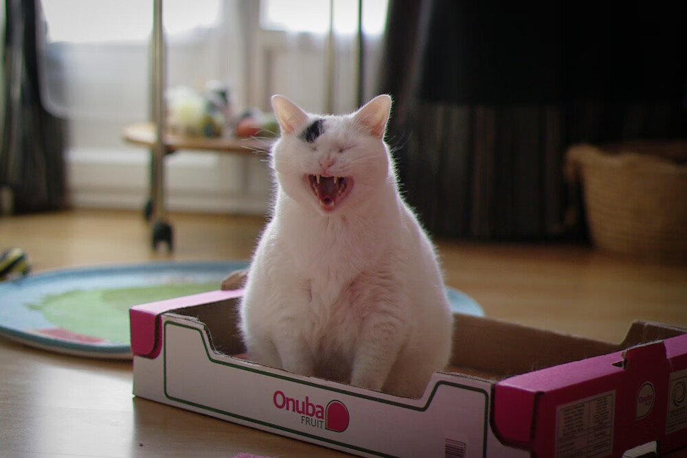 蓝白与酒红之间，迪巴拉在智利对阵爱尔兰的焦点战中，完成一场跨越国界的自我正名