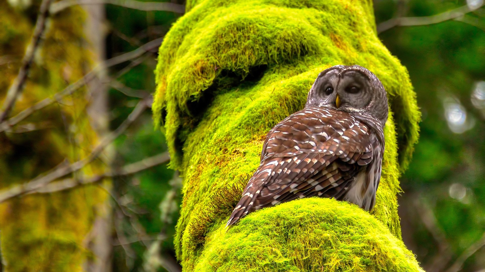 荣耀的双重奏，摩纳哥的集体胜利与奥纳纳的个人主宰
