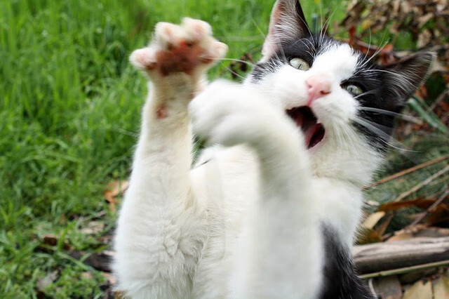 活塞爆冷终结湖人连胜，福克斯末节狂飙定乾坤 福克斯38分献制胜一击，湖人内线失守暴露致命短板